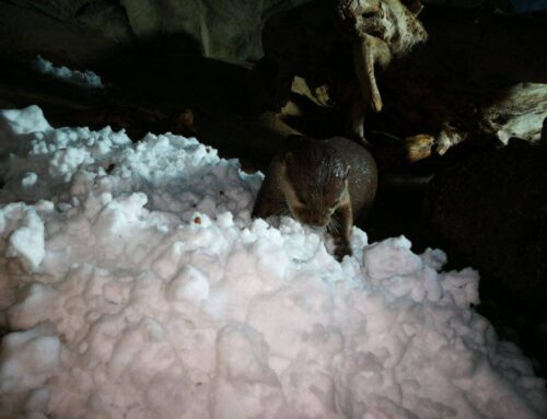 Acquario di Cattolica neve e foresta di ghiaccio