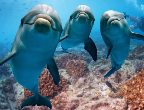 Come i Delfini si prendono cura della loro pelle incontra i Delfini al parco acquatico Zoomarine di Roma Torvaianica