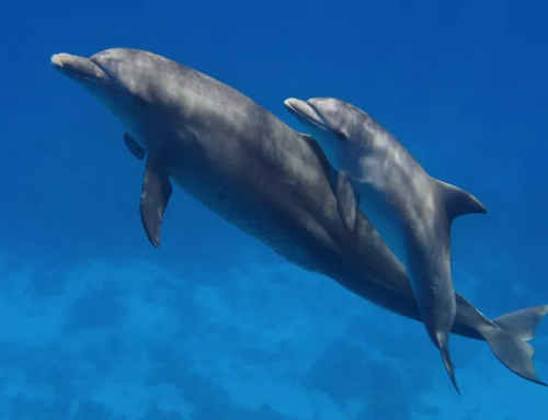 Le mamme Delfino cantano il loro nome ai bambini nel grembo materno Incontra i Delfini al parco acquatico Zoomarine di Roma Torvaianica