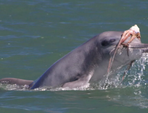 Quali sono le prede dei Delfini, cosa mangiano, incontrali al parco acquatico Zoomarine di Roma Torvaianica
