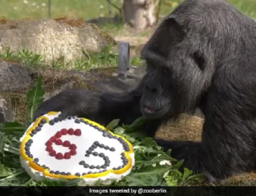 Fatou è la gorilla più vecchia del mondo scopri l’Orango al Bioparco Zoo di Roma