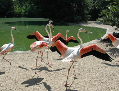 Perché i fenicotteri sono rosa? – scopri i fenicotteri al Bioparco Zoo di Roma