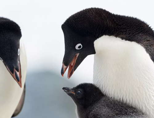 la probabile evoluzione dei  Pinguini. Incontrali al parco acquatico Zoomarine di Roma Torvaianica