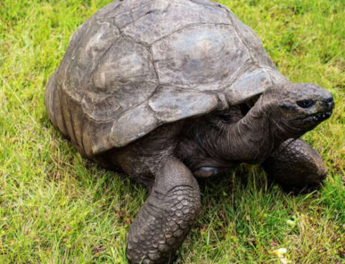 I rifugi in natura delle tartarughe scopri le tartarughe giganti a Zoomarine con Parchitour