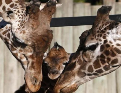 Il viaggio epico della giraffa Benito fuga di 1900 chilometri  per sfuggire al freddo scopri gli animali  e le loro storie al Bioparco Zoo di Roma