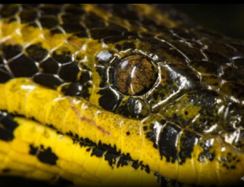 Scoperta di una nuova specie di Anaconda Gigante implicazioni per la conservazione ambientale e la biodiversità la notizia con Parchibox