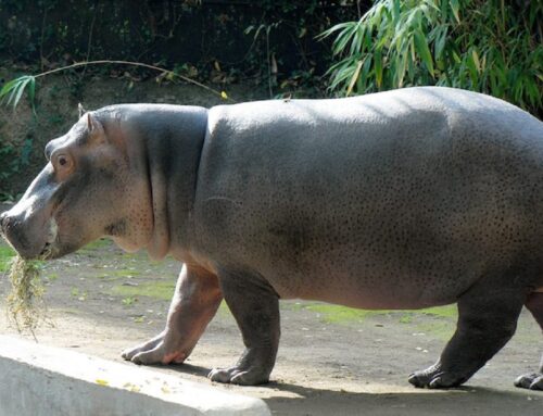 La scoperta del sesso degli ippopotami  con Parchitour  scopri gli animali e le loro storie al Bioparco zoo di Roma