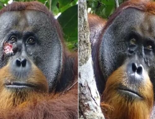 Scopri l’incredibile storia dell’Orangutan Rakus e ammira l’orango al Bioparco Zoom di Torino la notizia con Parchitour